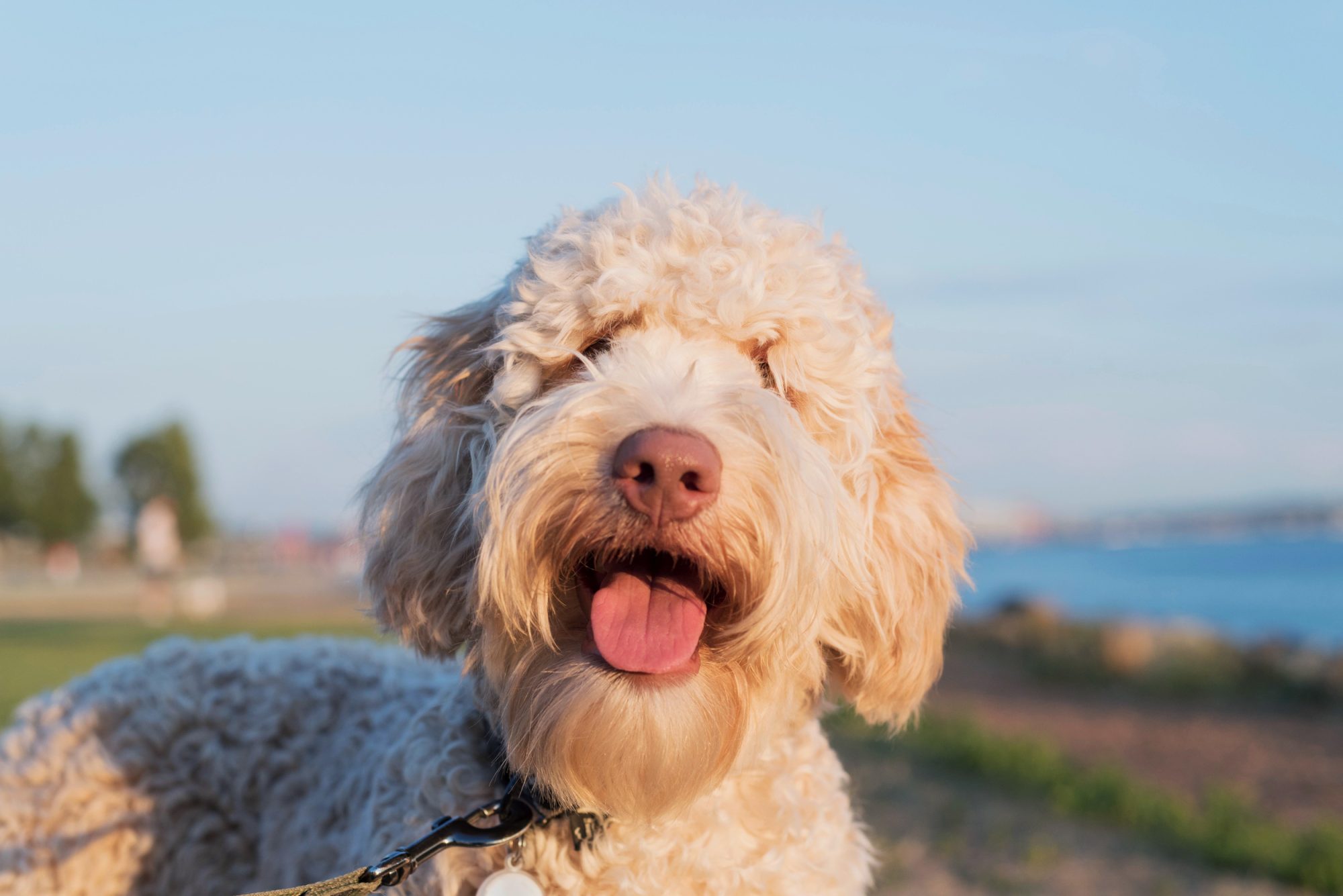 very cute labradoodle dog smiling for the camera